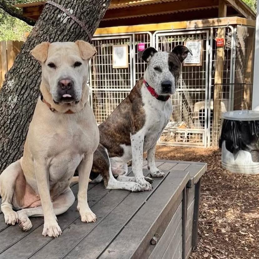 Locust, Adoptable, Adult Male Terrier & Cattle Dog.