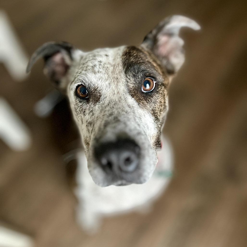 Enlarge Locust, a Adoptable mixed breed in Boerne, TX image 3/6