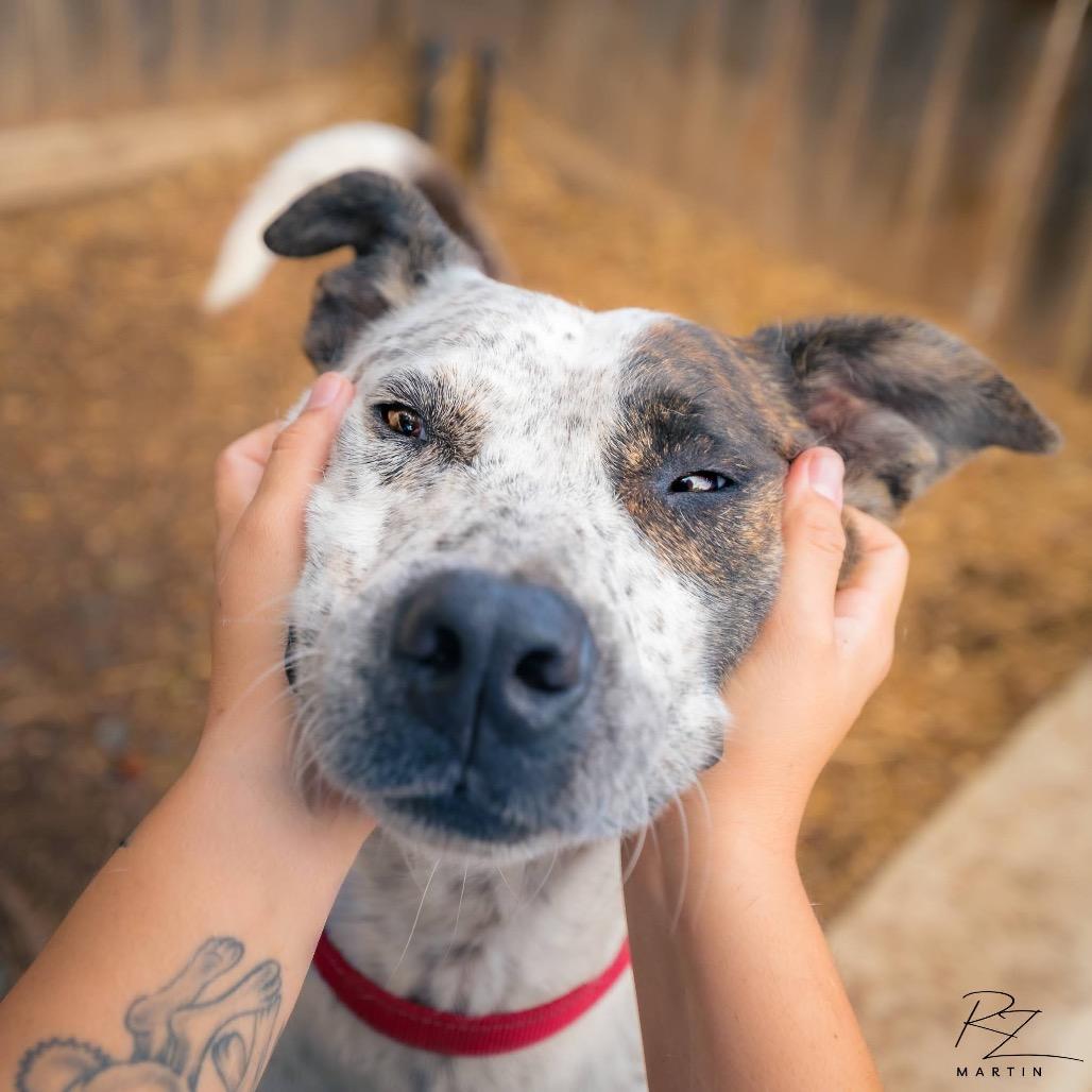 Enlarge Locust, a Adoptable mixed breed in Boerne, TX image 3/6