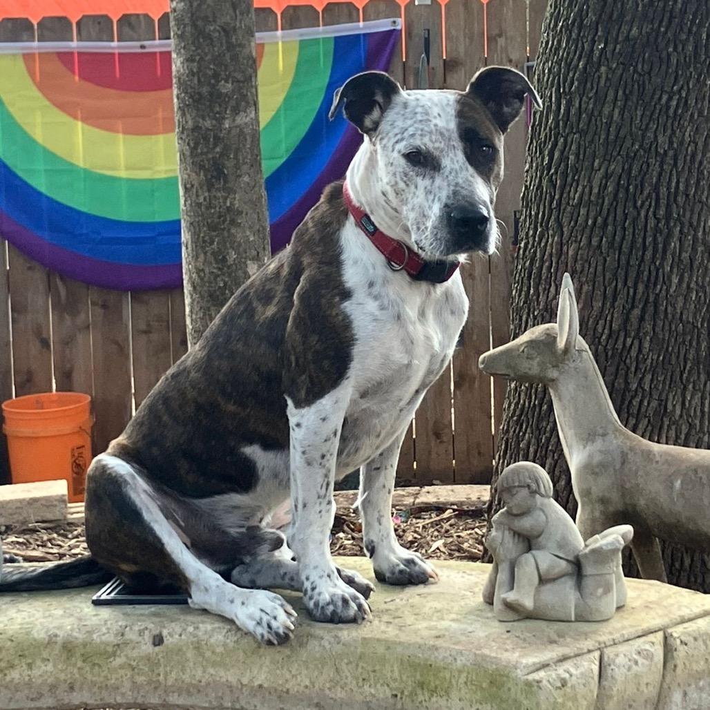 Enlarge Locust, a Adoptable mixed breed in Boerne, TX image 4/6