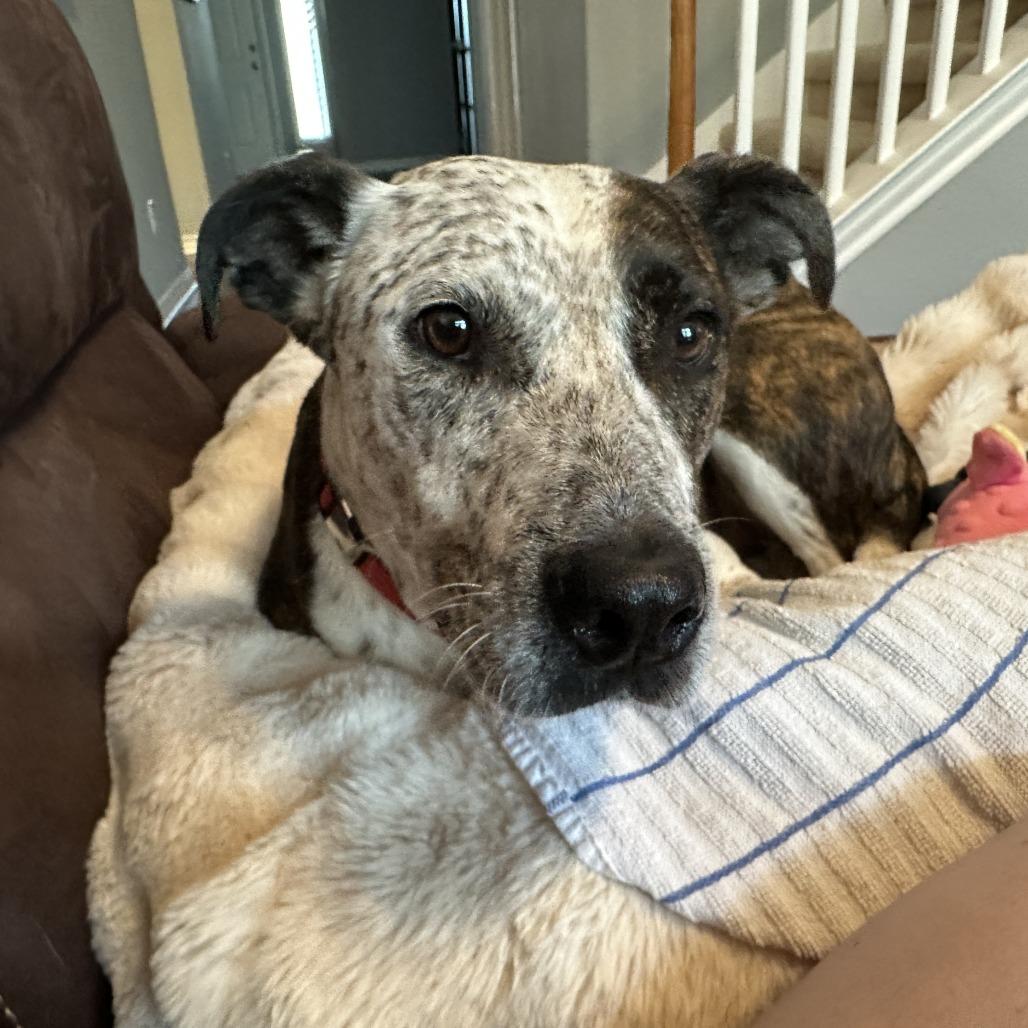 Enlarge Locust, a Adoptable mixed breed in Boerne, TX image 5/6