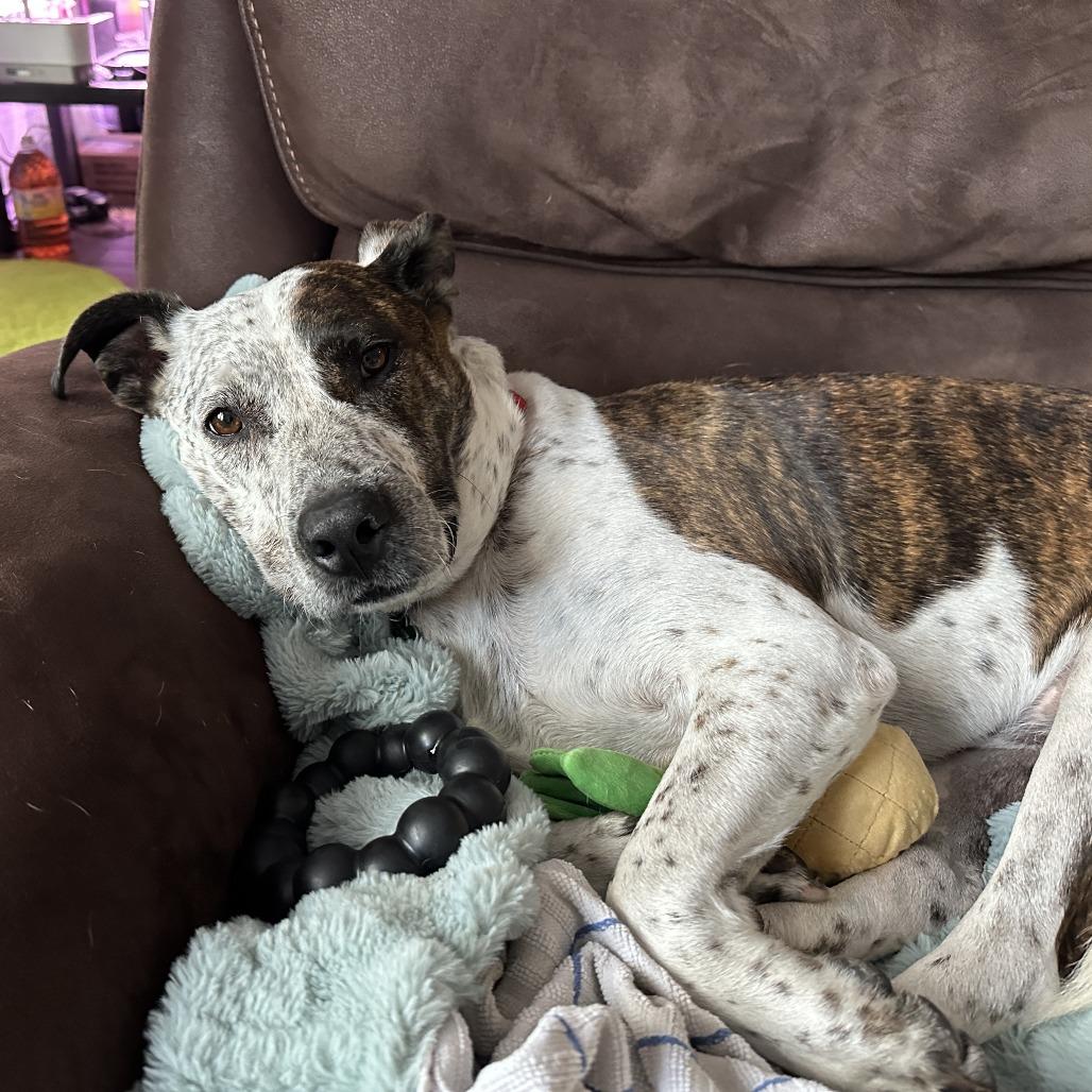 Enlarge Locust, a Adoptable mixed breed in Boerne, TX image 6/6