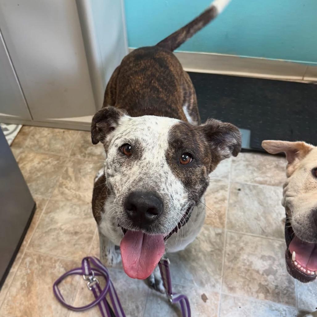 Enlarge Locust, a Adoptable mixed breed in Boerne, TX image 5/6