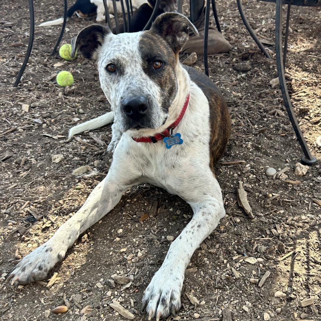 Enlarge Locust, a Adoptable mixed breed in Boerne, TX image 6/6