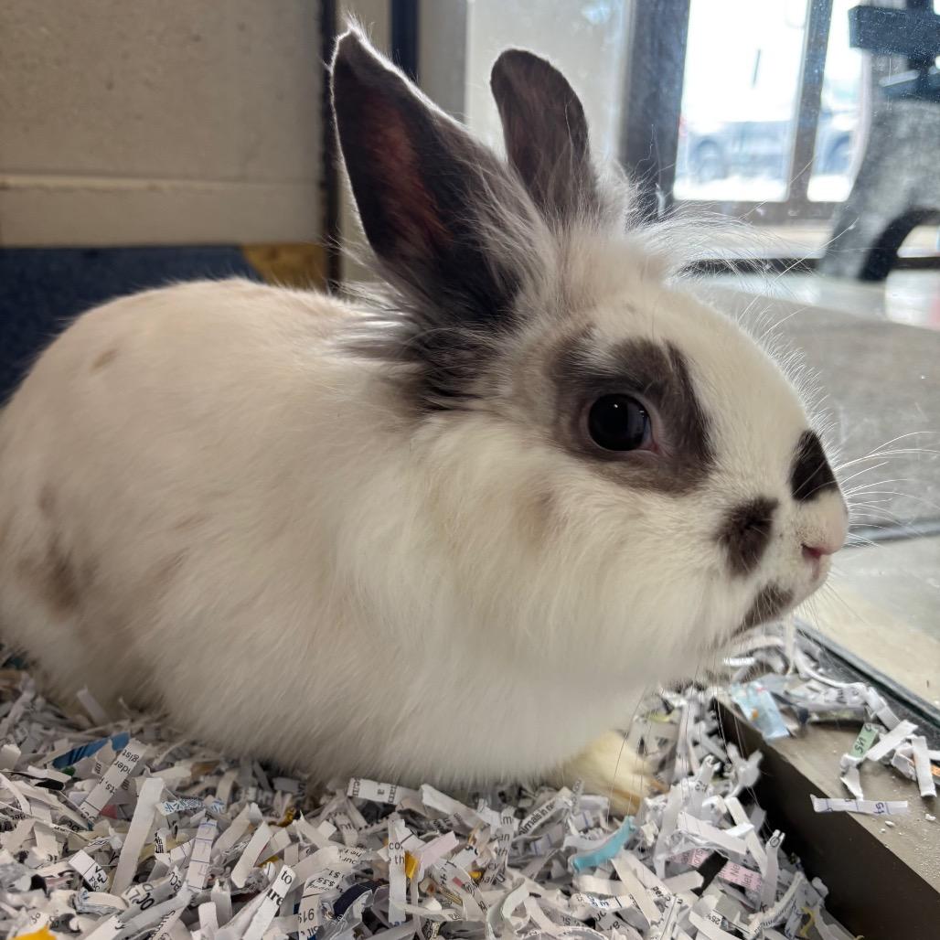 Enlarge Ghost, a Adoptable Lionhead in DeKalb, IL image 1/2