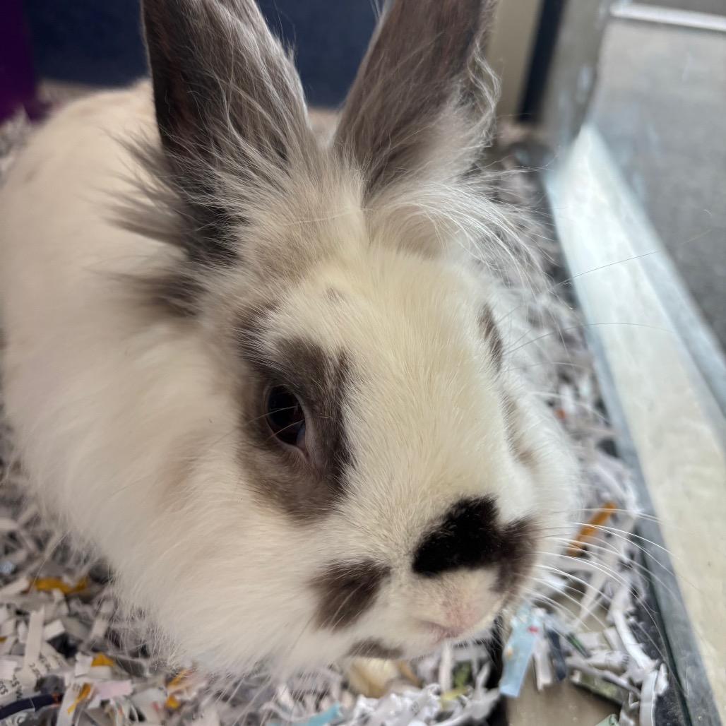 Enlarge Ghost, a Adoptable Lionhead in DeKalb, IL image 2/2