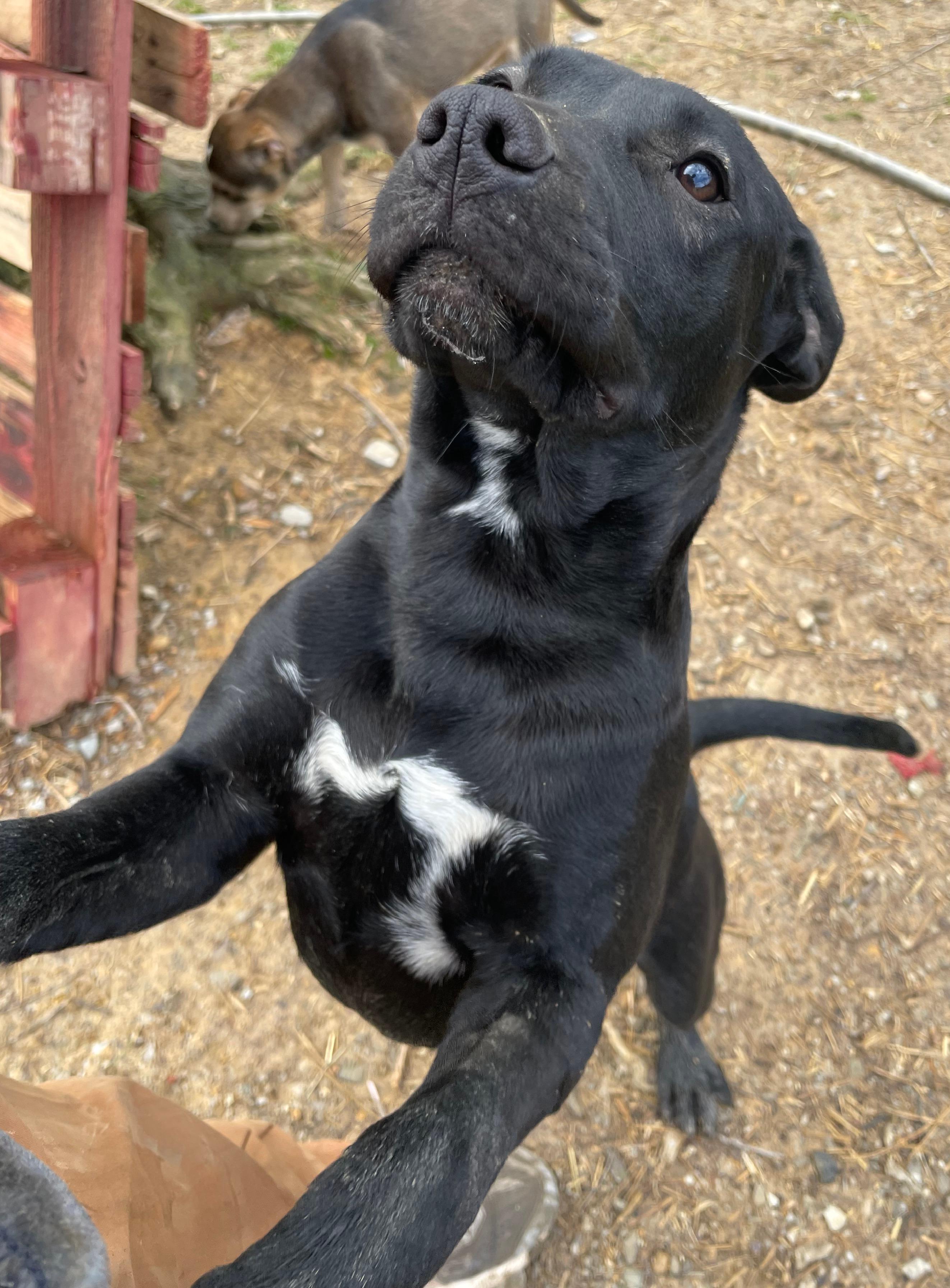 Taffy, a Adoptable mixed breed in Tracy City , TN image 1/3