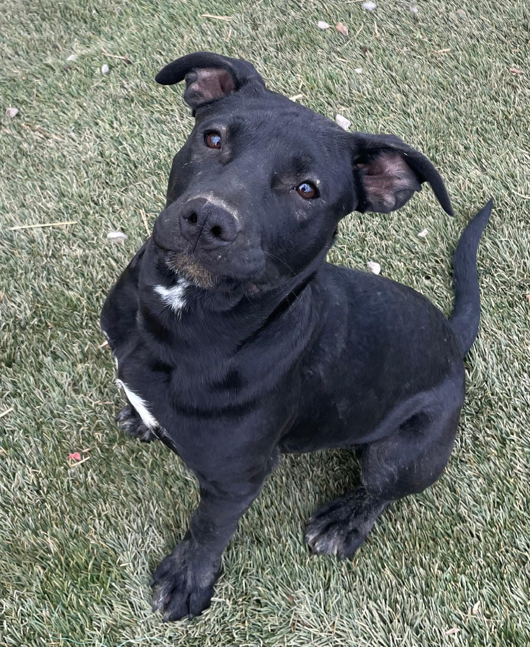 Taffy, a Adoptable mixed breed in Tracy City , TN image 2/3