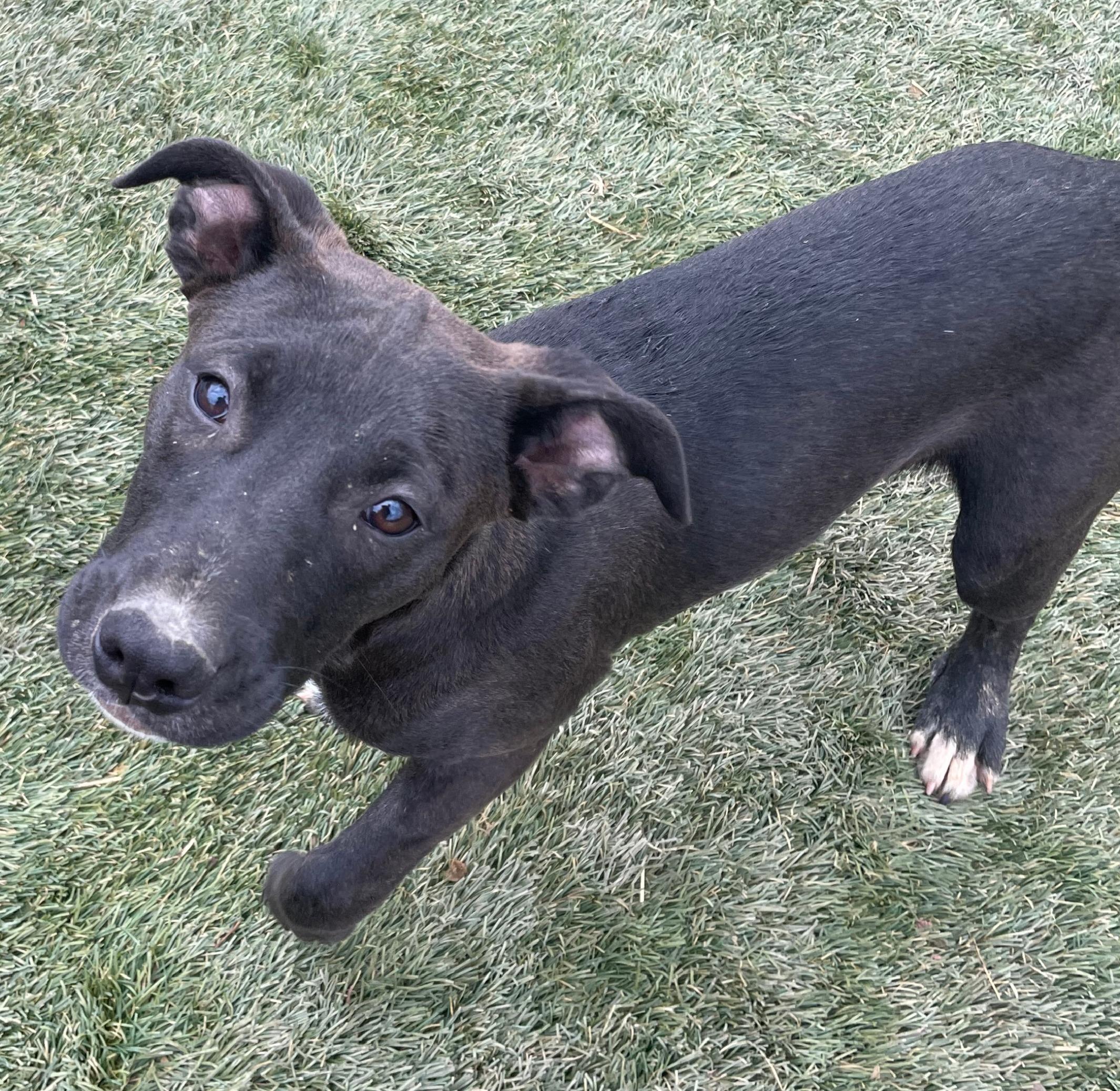 Taffy, a Adoptable mixed breed in Tracy City , TN image 3/3