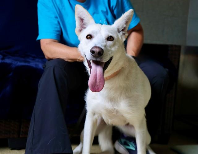 MARNIE, Adoptable, Young Female German Shepherd Dog & Mixed Breed.