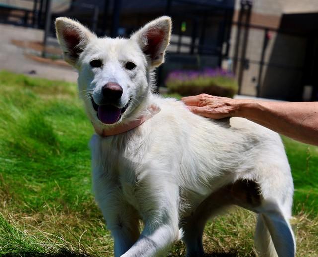 Enlarge MARNIE, a Adoptable mixed breed in San Luis Obispo, CA image 1/1
