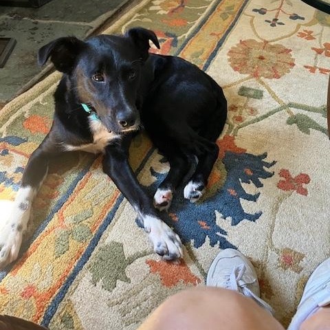 Enlarge Keiko, a Adoptable mixed breed in Manhasset, NY image 2/6