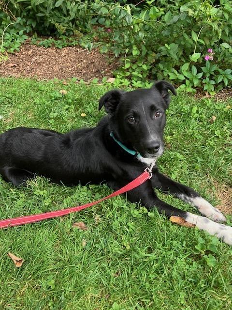 Keiko, Adoptable, Young Male Australian Shepherd & Collie.