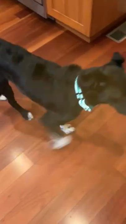 Enlarge Keiko, a Adoptable mixed breed in Manhasset, NY video 4/6