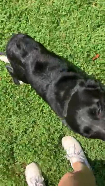 Enlarge Keiko, a Adoptable mixed breed in Manhasset, NY video 6/6