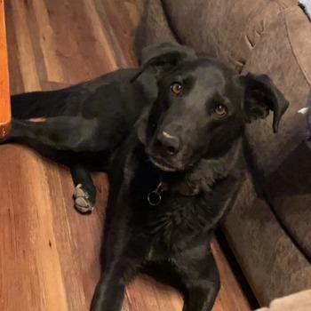 Diesel, Adoptable, Adult Male Labrador Retriever.