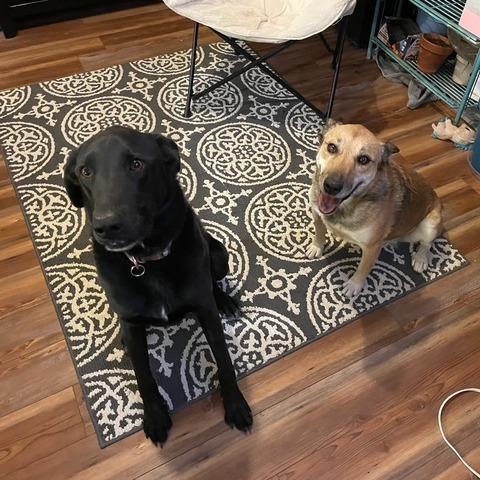 Enlarge Diesel, a Adoptable mixed breed in Colorado Springs, CO image 2/2