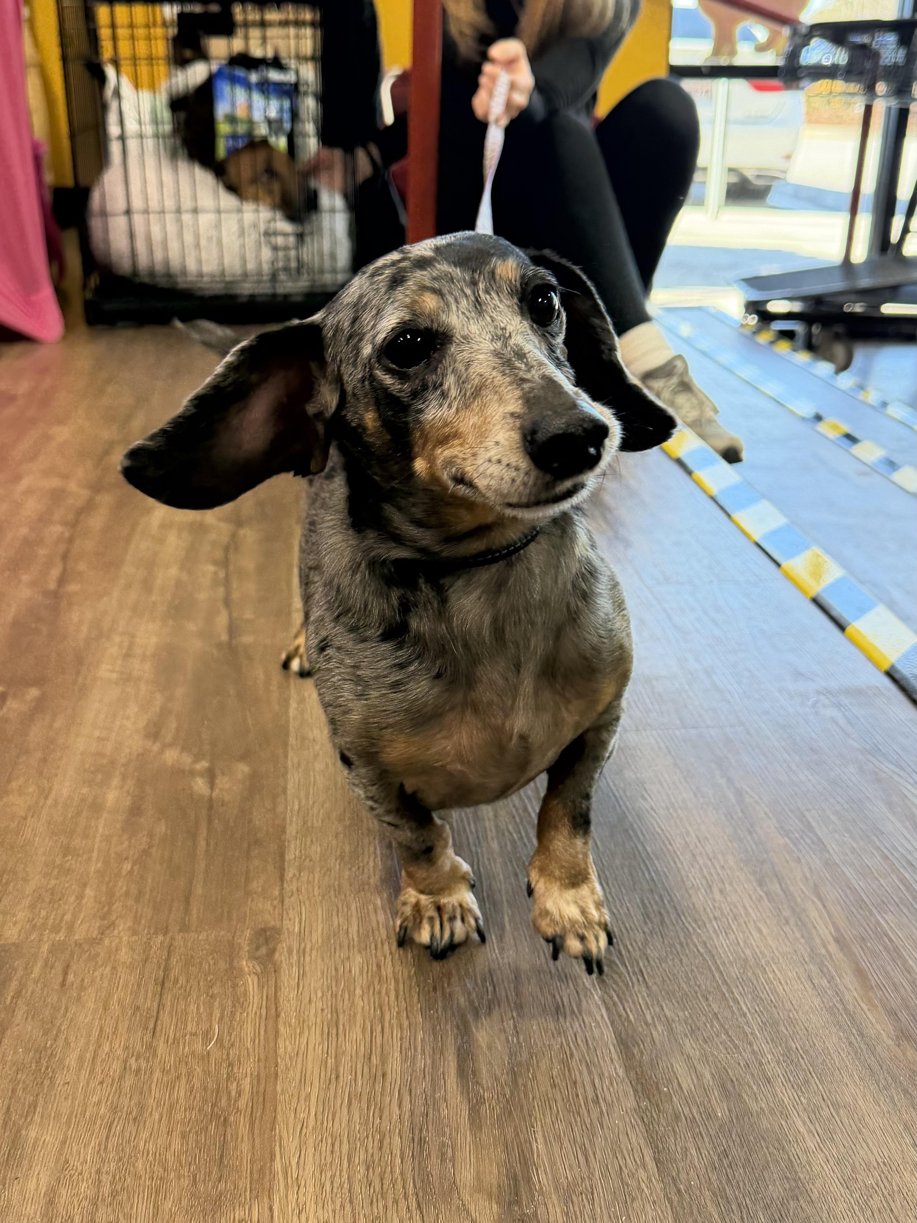 Enlarge Bandit , an adopted Dachshund in Aiken, SC image 2/2
