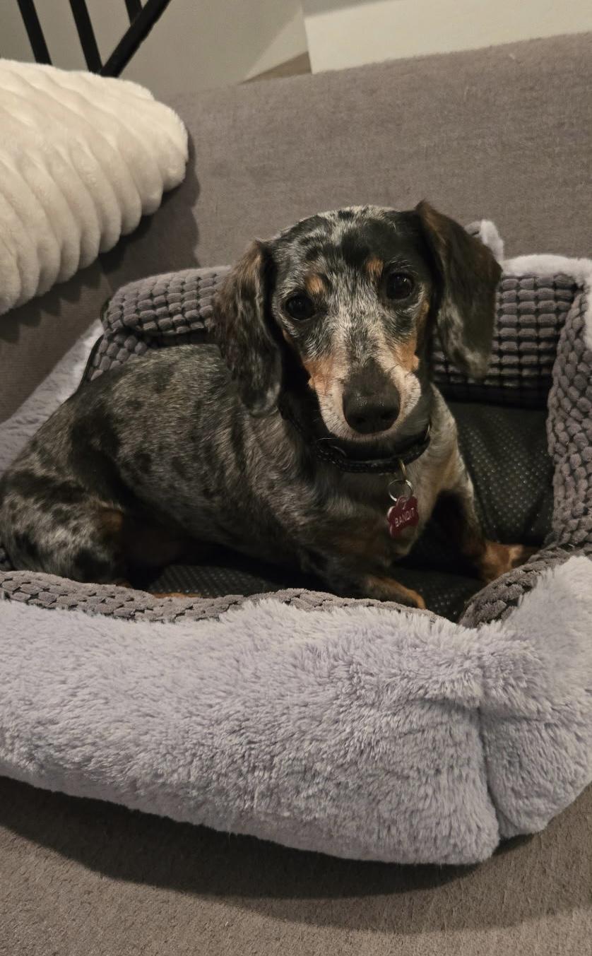 Bandit , adopted, Adult Male Dachshund.