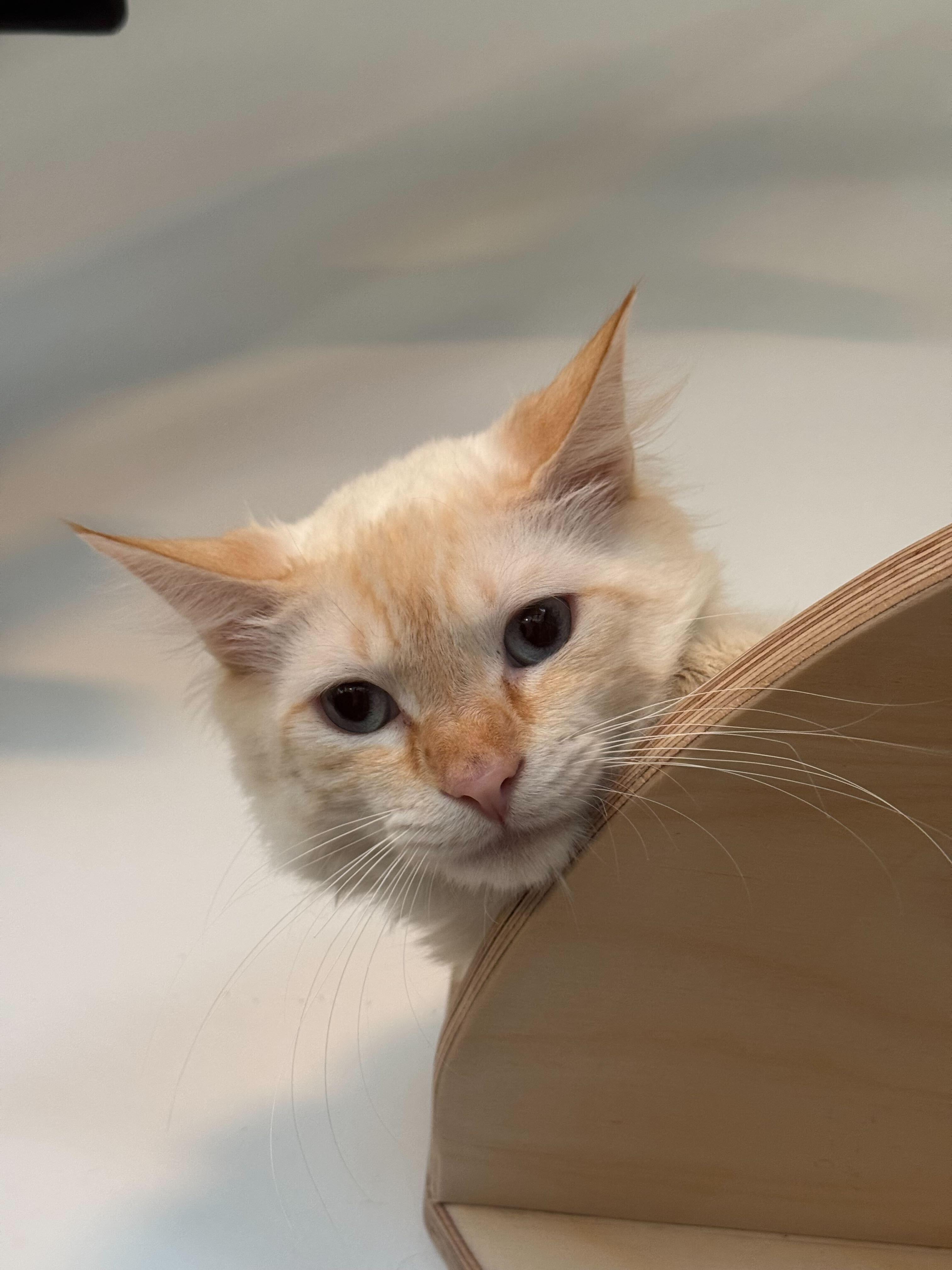 Lennon, adopted, Young Male Siamese.