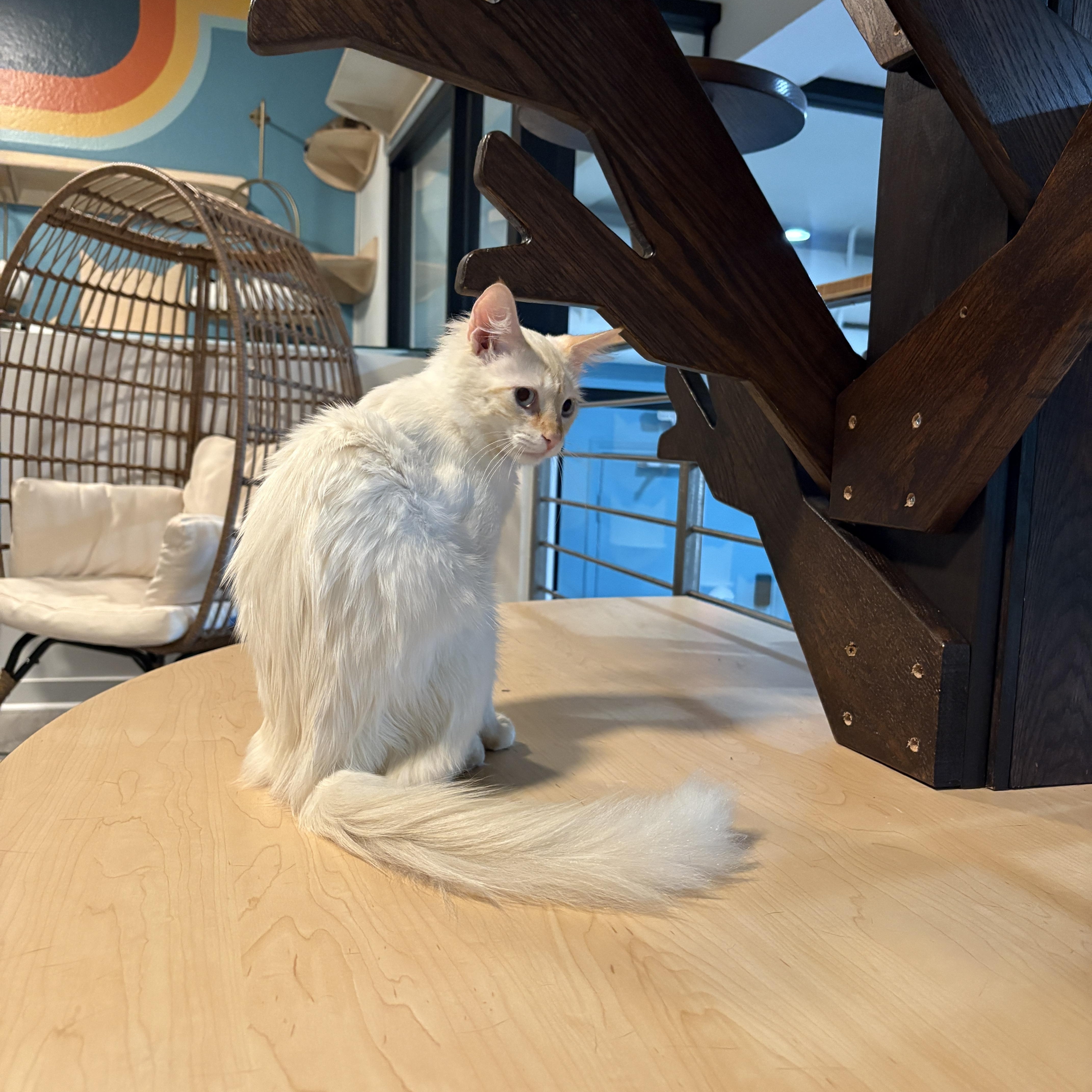 Enlarge Lennon, an adopted Siamese in Pacific Palisades, CA image 4/4