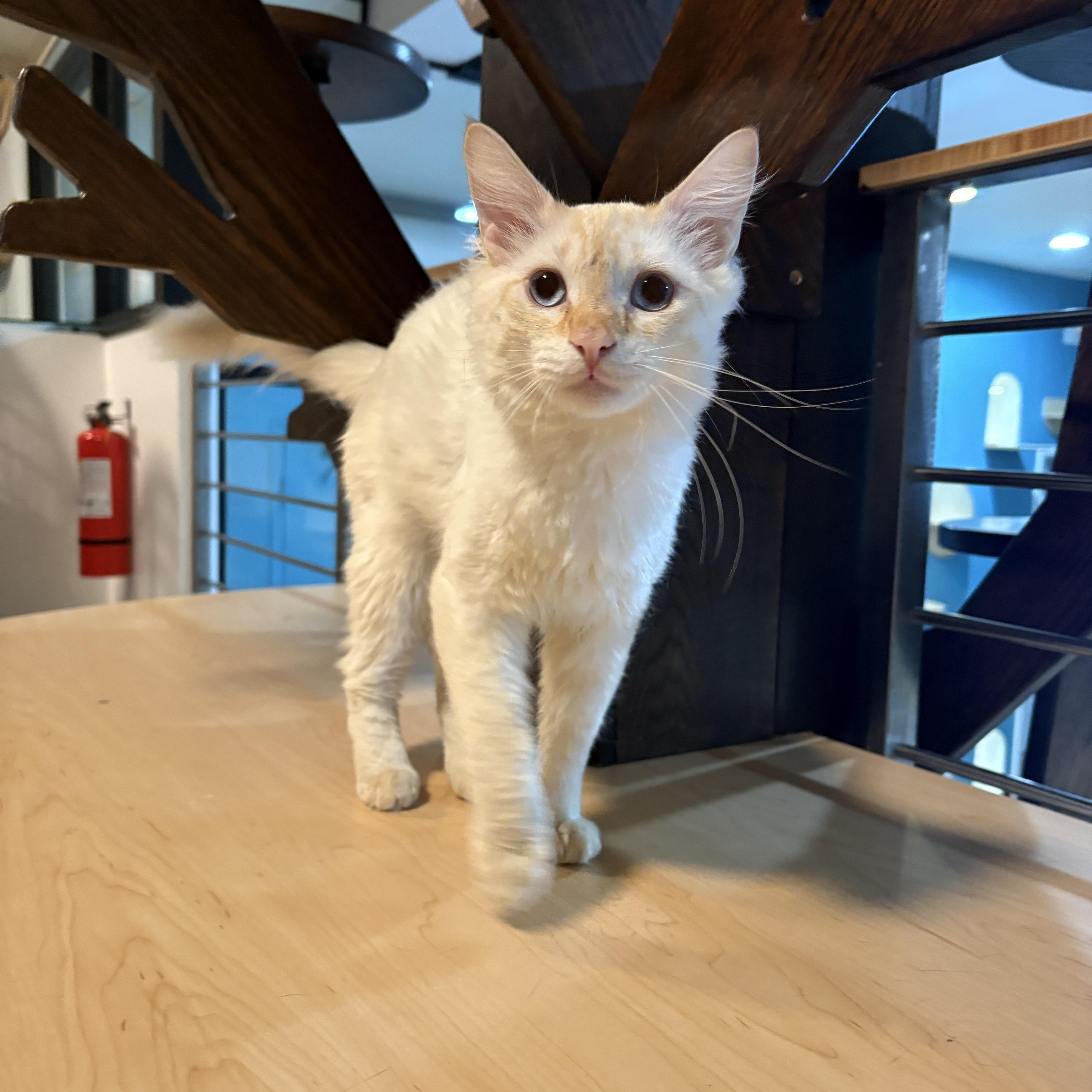 Enlarge Lennon, an adopted Siamese in Pacific Palisades, CA image 3/4