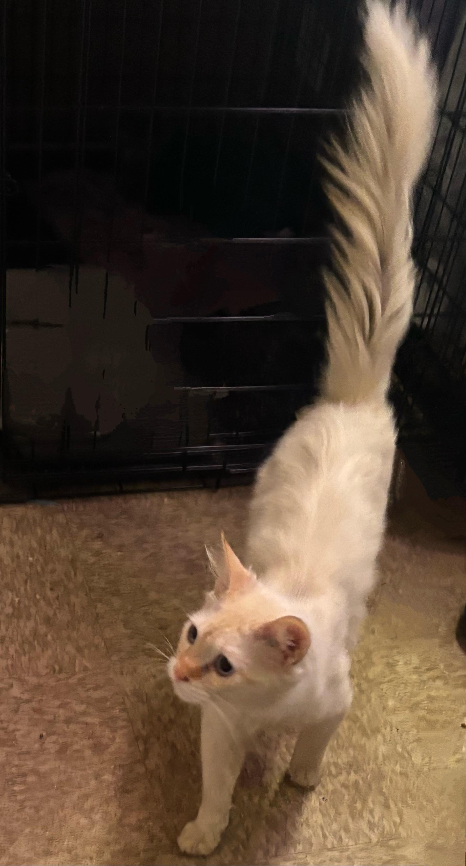 Enlarge Lennon, an adopted Siamese in Pacific Palisades, CA image 2/4