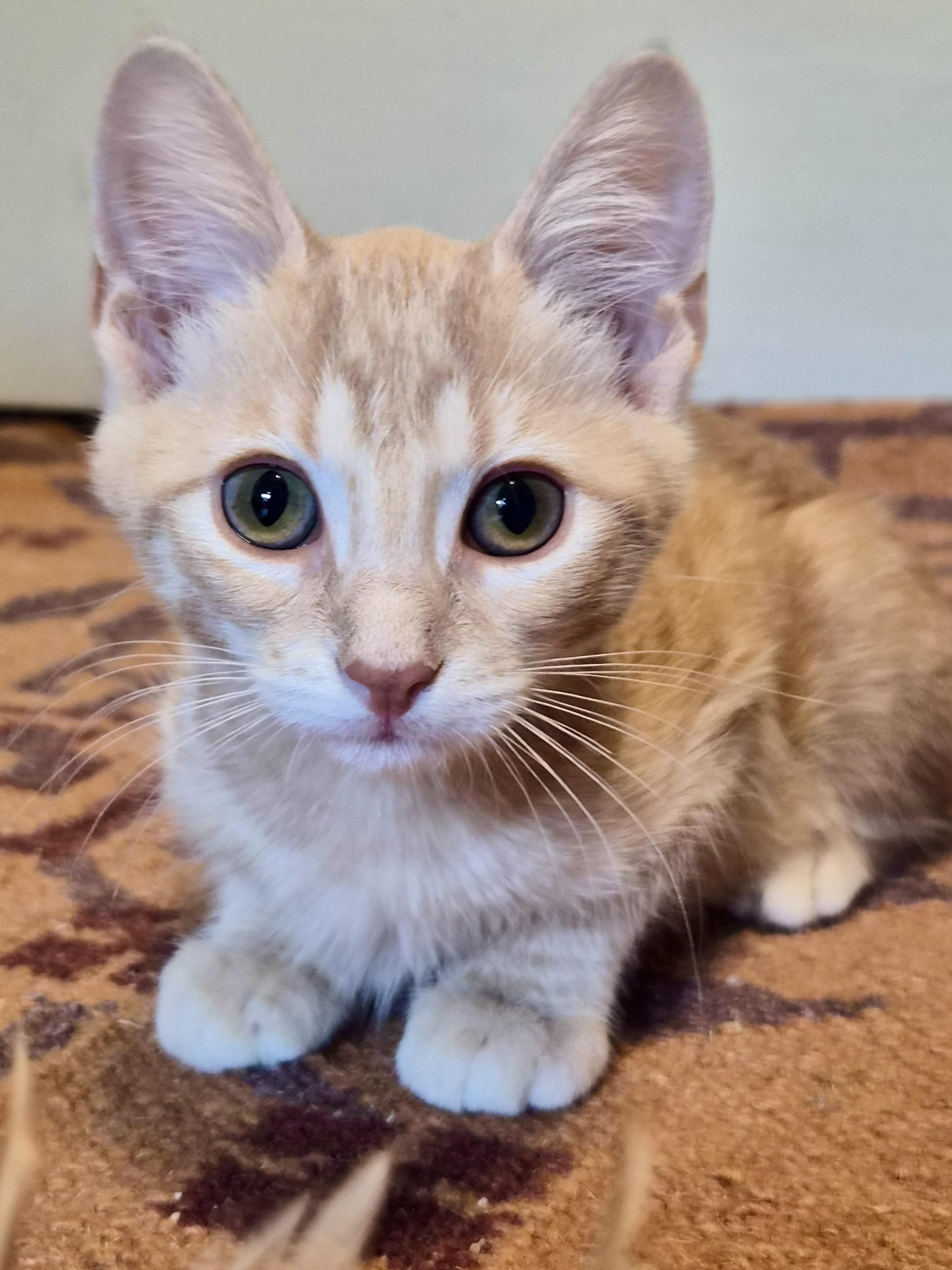 Enlarge Ketchup (and fries), a Adoptable Domestic Short Hair in Houston, TX image 5/5