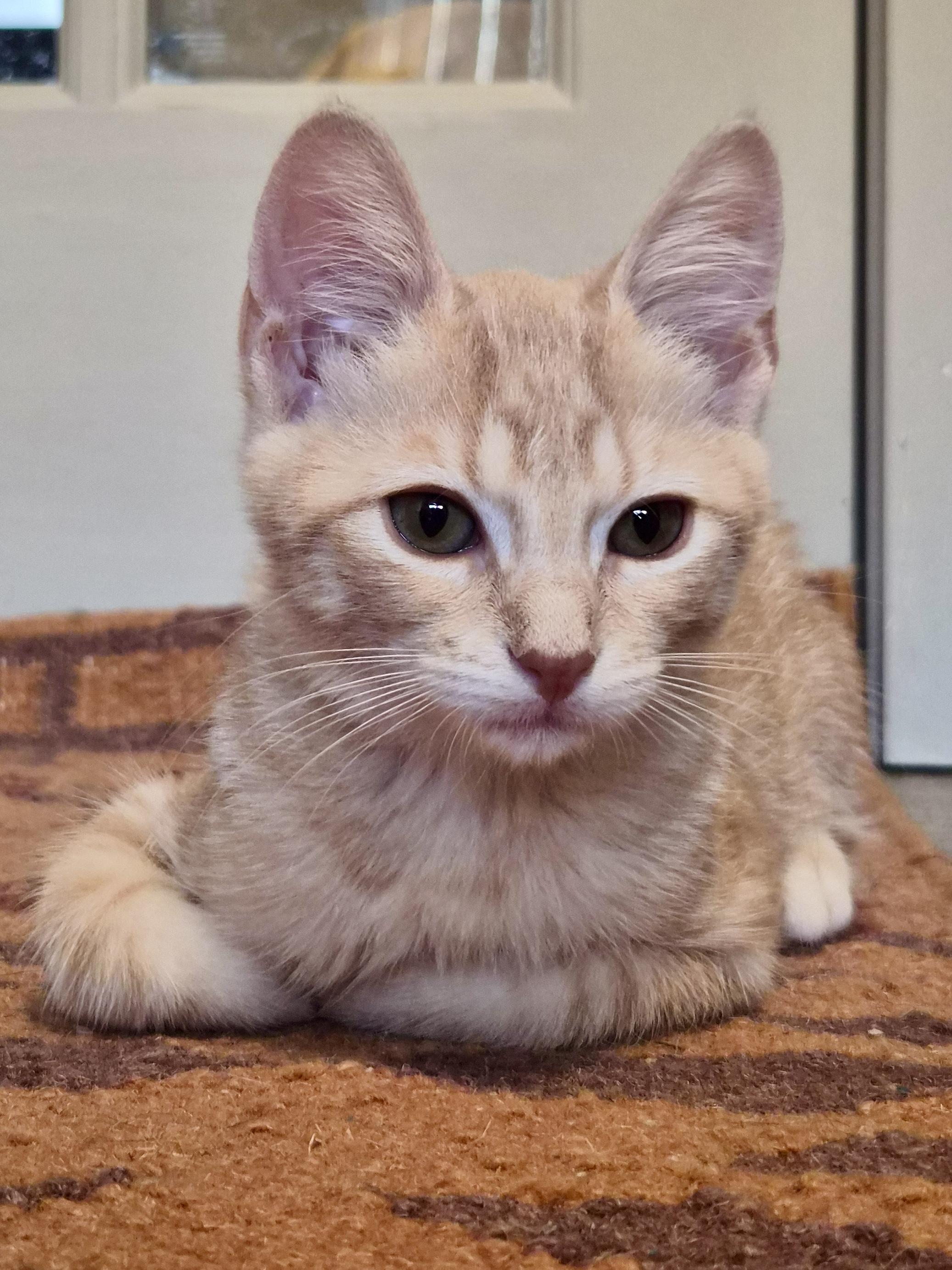 Enlarge Ketchup (and fries), a Adoptable Domestic Short Hair in Houston, TX image 3/5