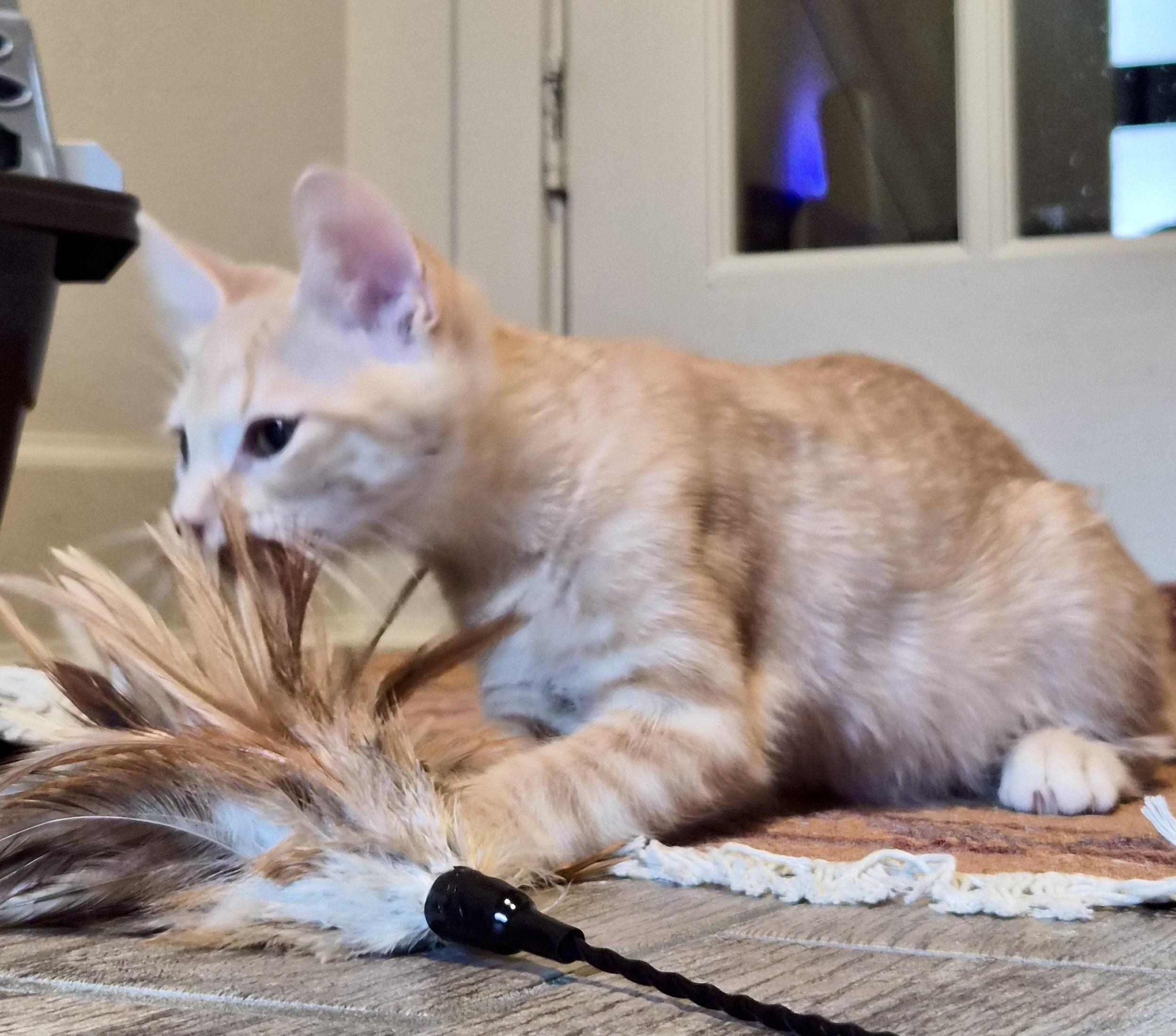 Enlarge Ketchup (and fries), a Adoptable Domestic Short Hair in Houston, TX image 4/5