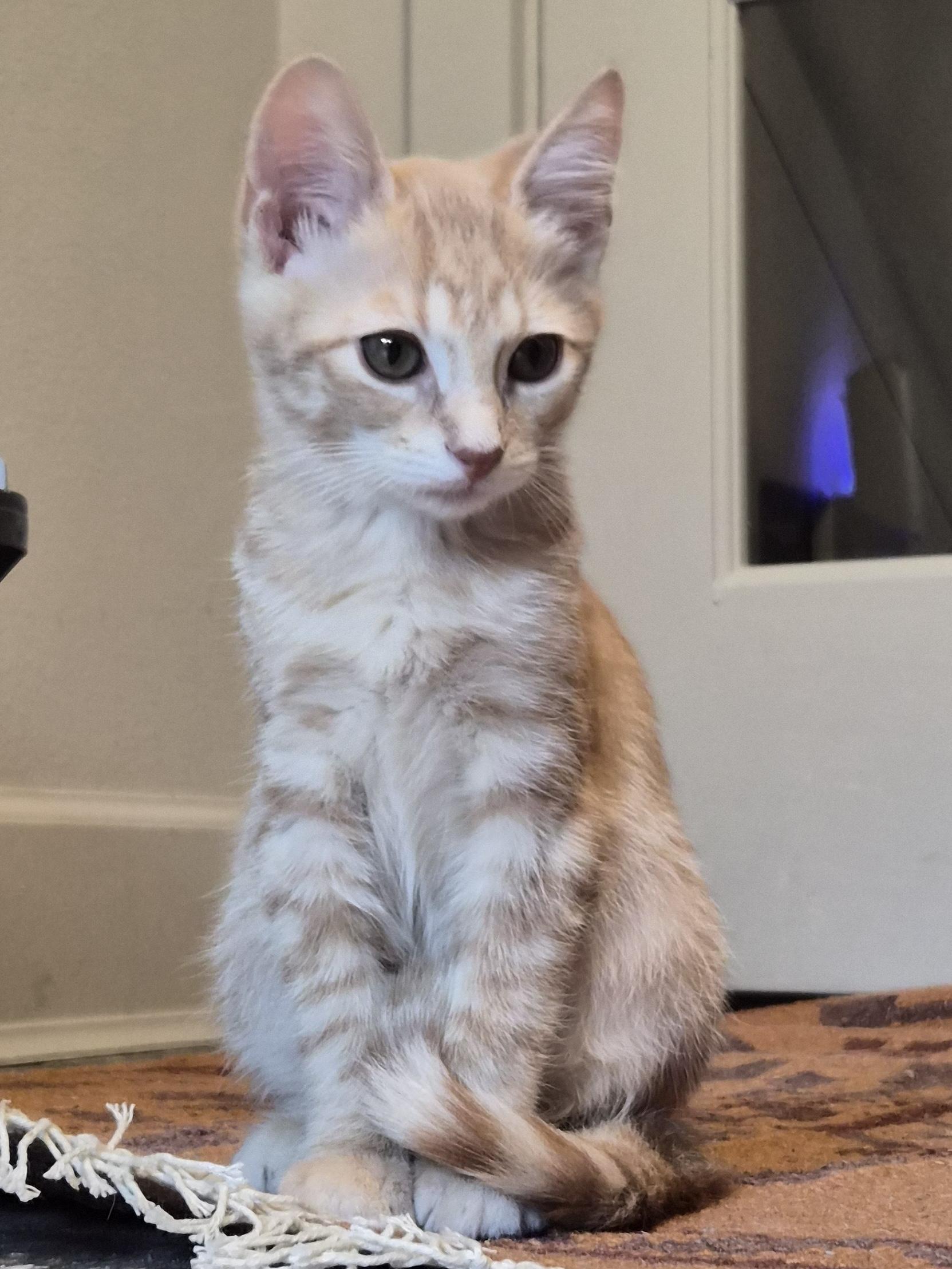 Enlarge Ketchup (and fries), a Adoptable Domestic Short Hair in Houston, TX image 2/5