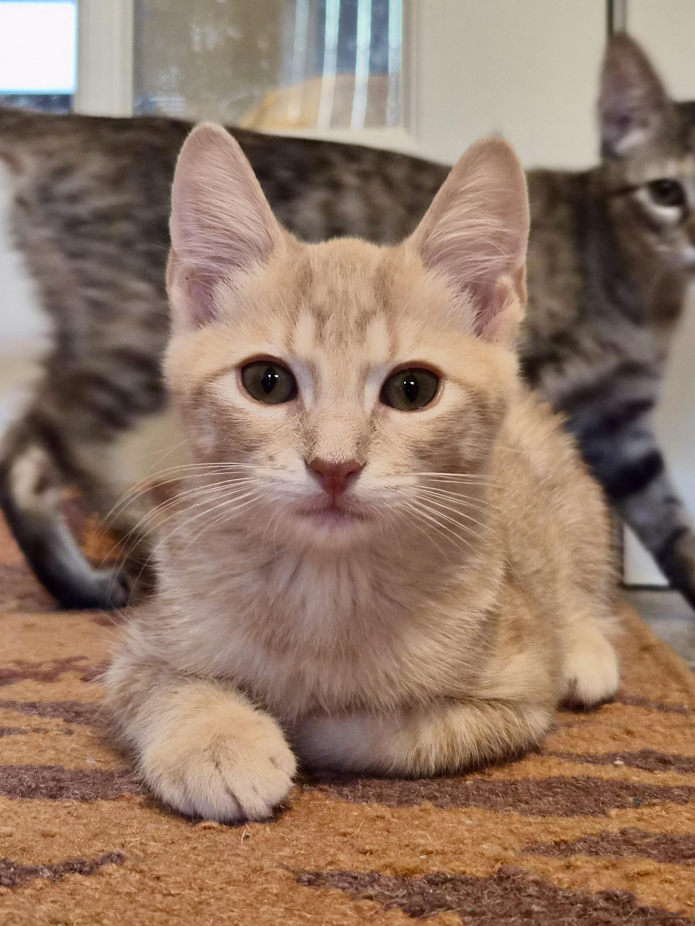 Enlarge Ketchup (and fries), a Adoptable Domestic Short Hair in Houston, TX image 1/5