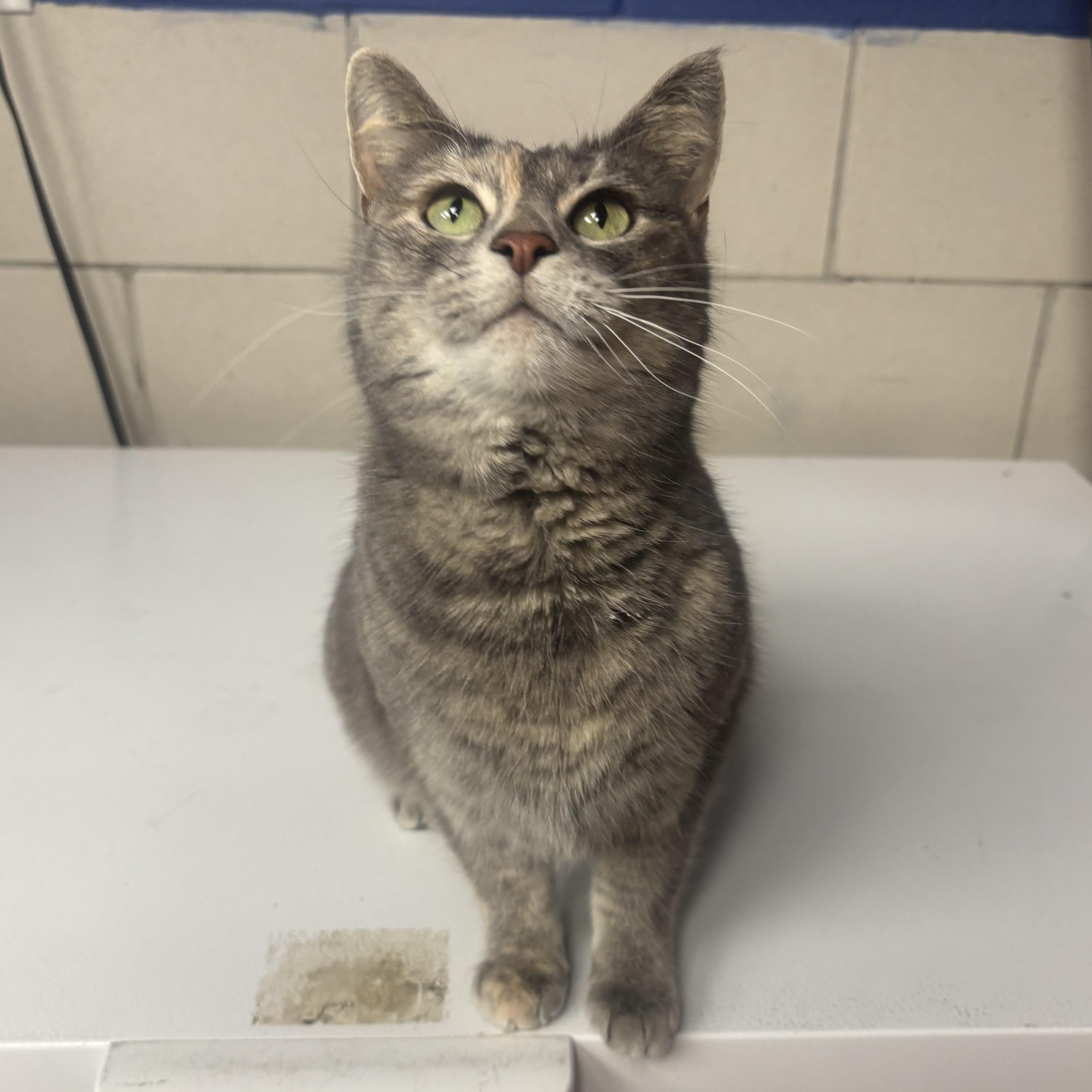 Enlarge Annie, a ADOPTABLE Dilute Tortoiseshell in Waynesburg, PA image 4/6