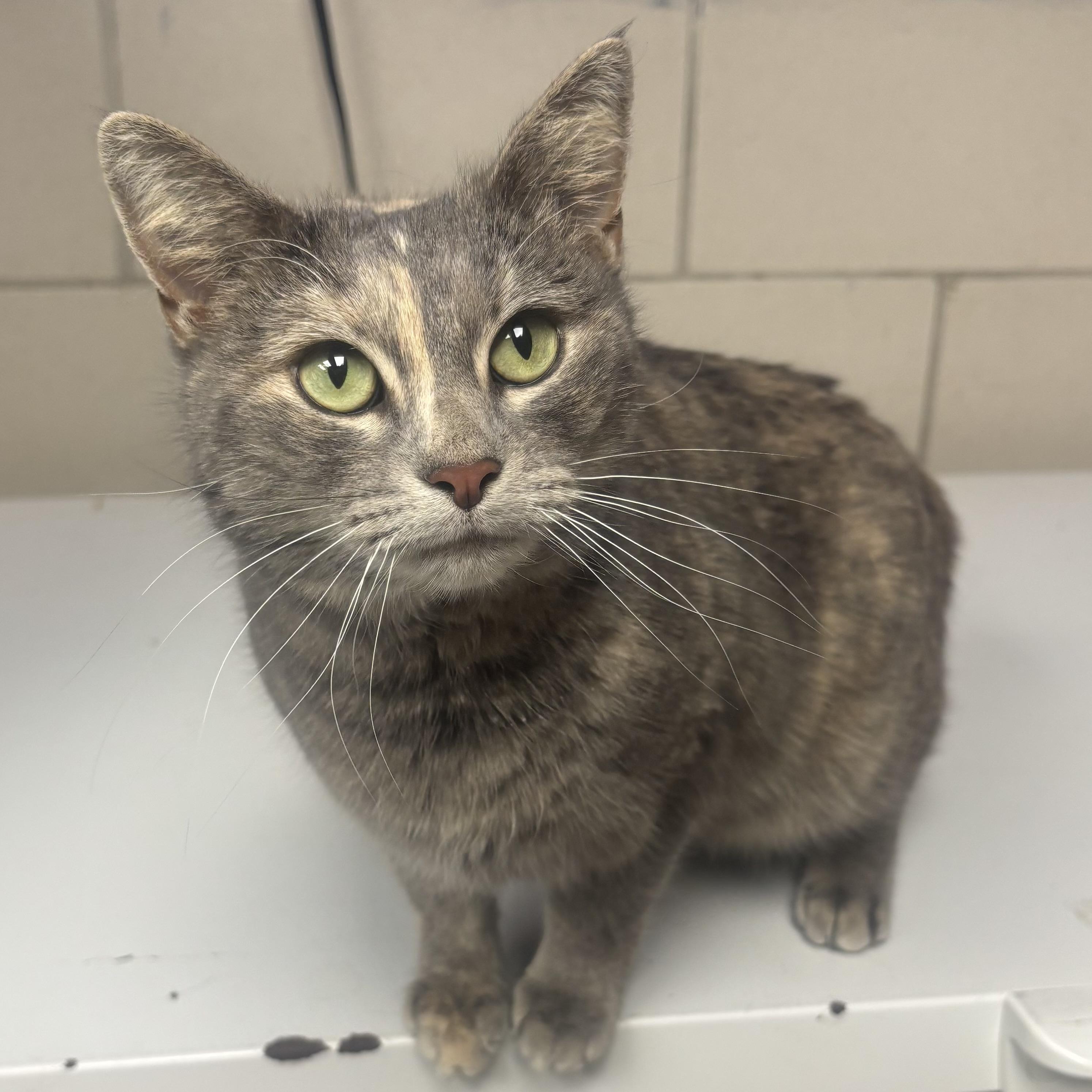 Enlarge Annie, a ADOPTABLE Dilute Tortoiseshell in Waynesburg, PA image 1/6