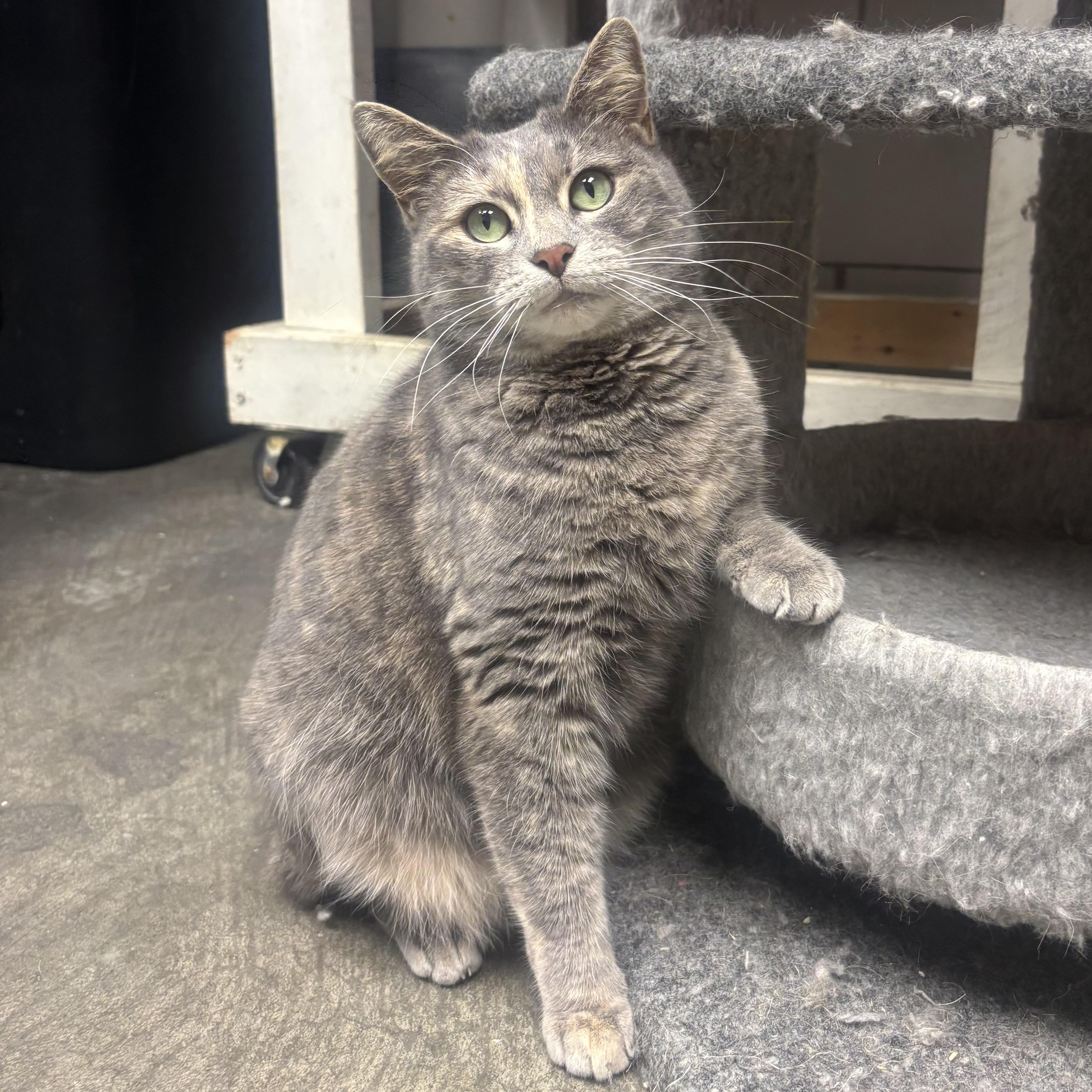 Enlarge Annie, a ADOPTABLE Dilute Tortoiseshell in Waynesburg, PA image 2/6