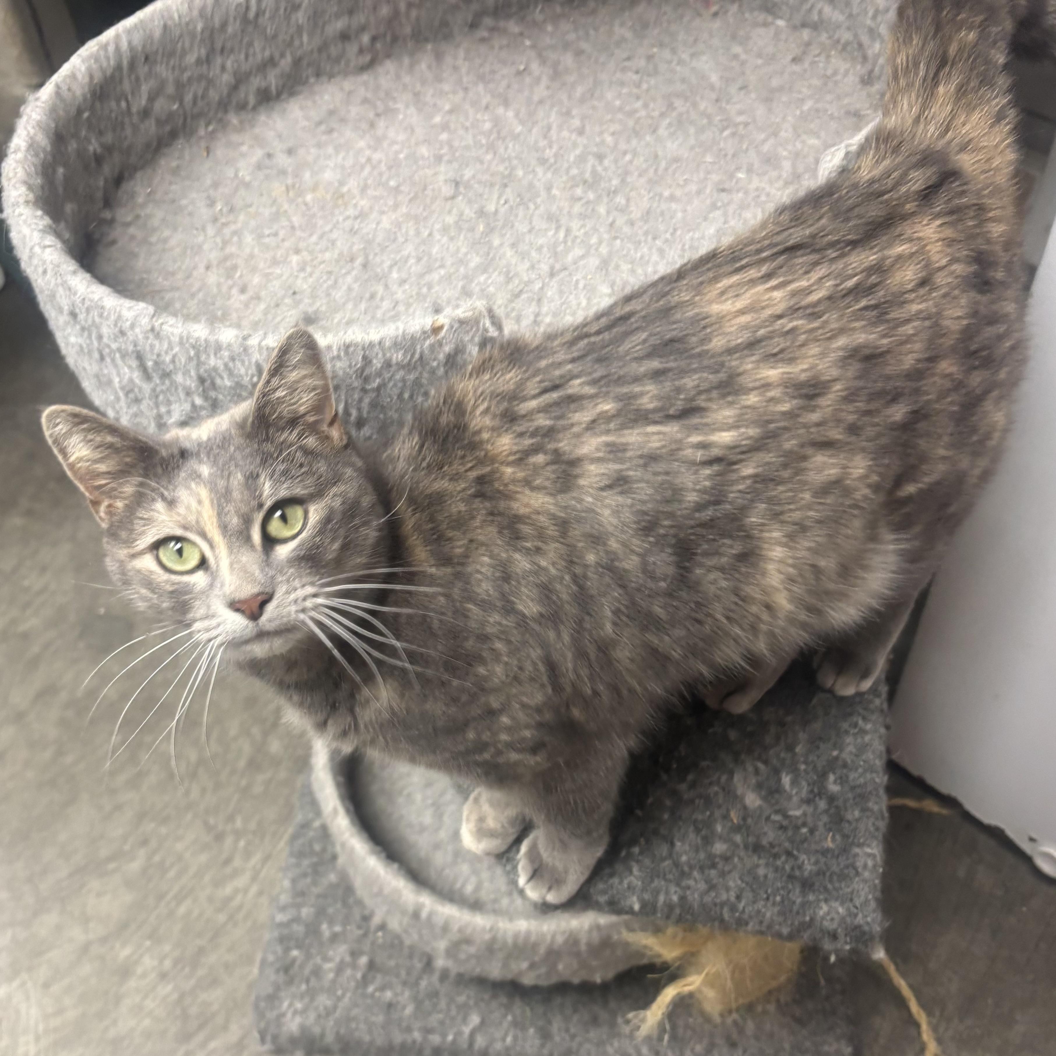 Enlarge Annie, a ADOPTABLE Dilute Tortoiseshell in Waynesburg, PA image 5/6