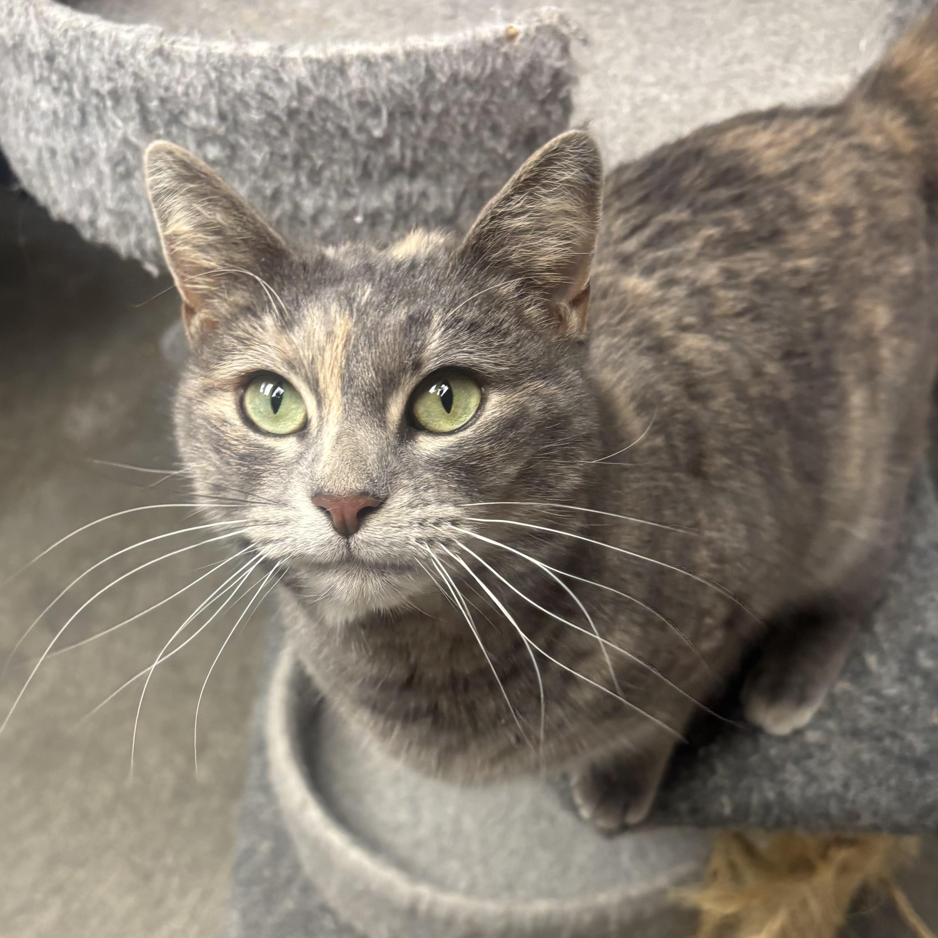 Enlarge Annie, a ADOPTABLE Dilute Tortoiseshell in Waynesburg, PA image 3/6