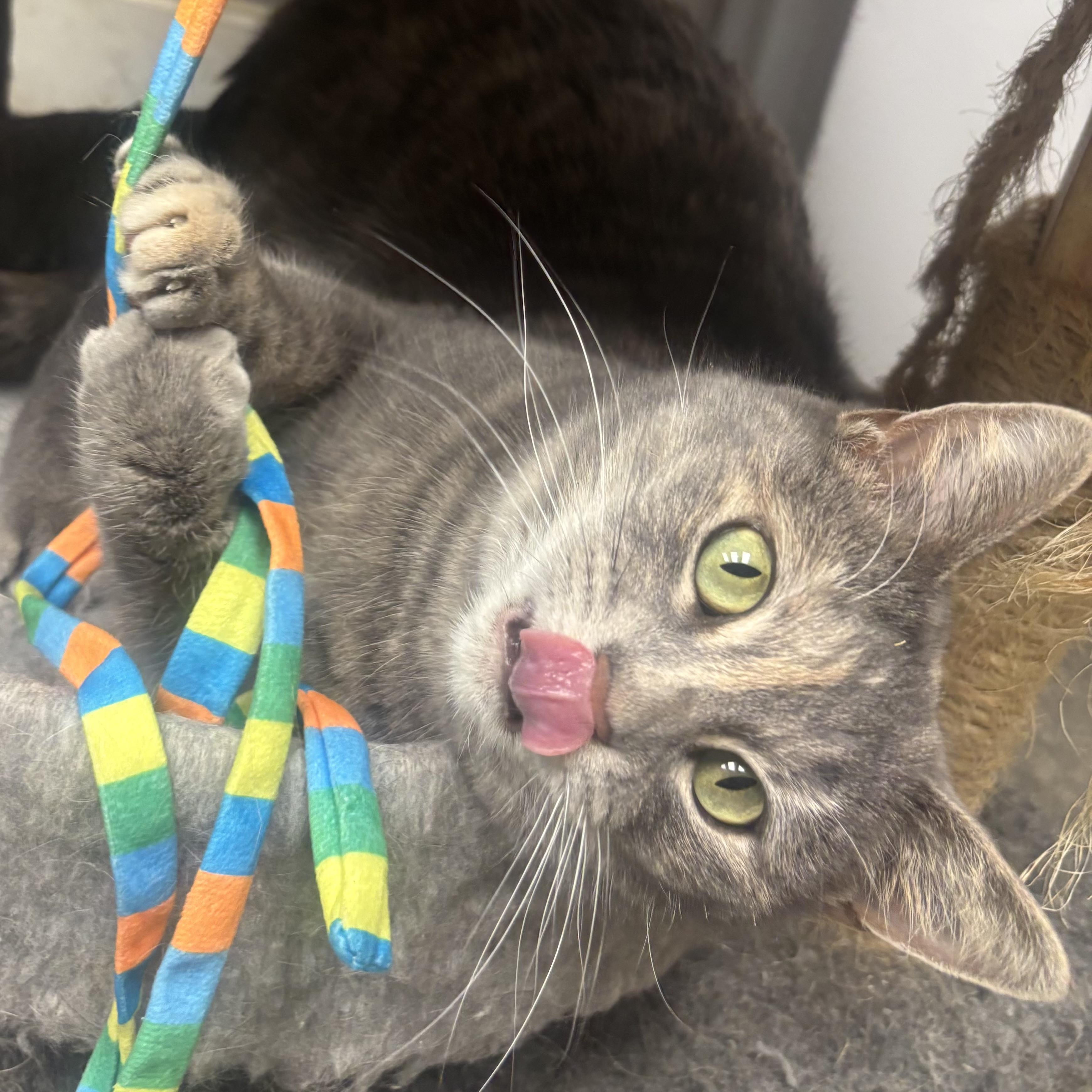 Enlarge Annie, a ADOPTABLE Dilute Tortoiseshell in Waynesburg, PA image 6/6