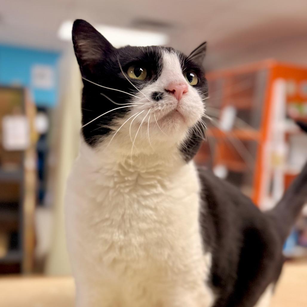 Daria, Adoptable, Adult Female Domestic Short Hair.