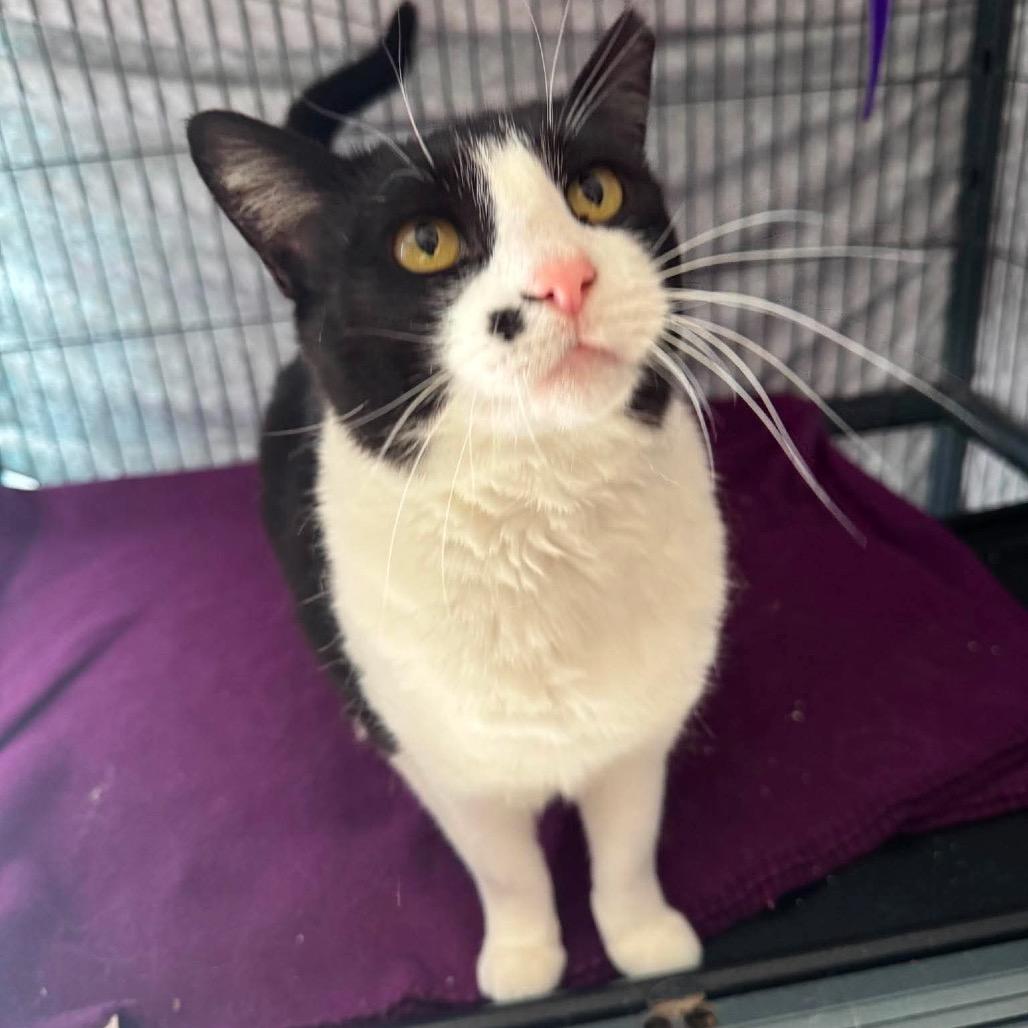 Enlarge Daria, a Adoptable Domestic Short Hair in Enid, OK image 2/3