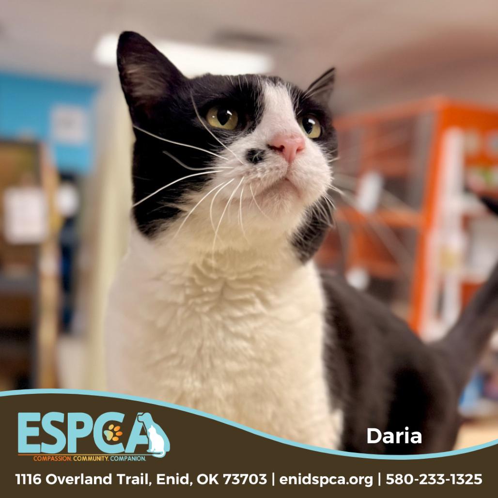 Enlarge Daria, a Adoptable Domestic Short Hair in Enid, OK image 2/2
