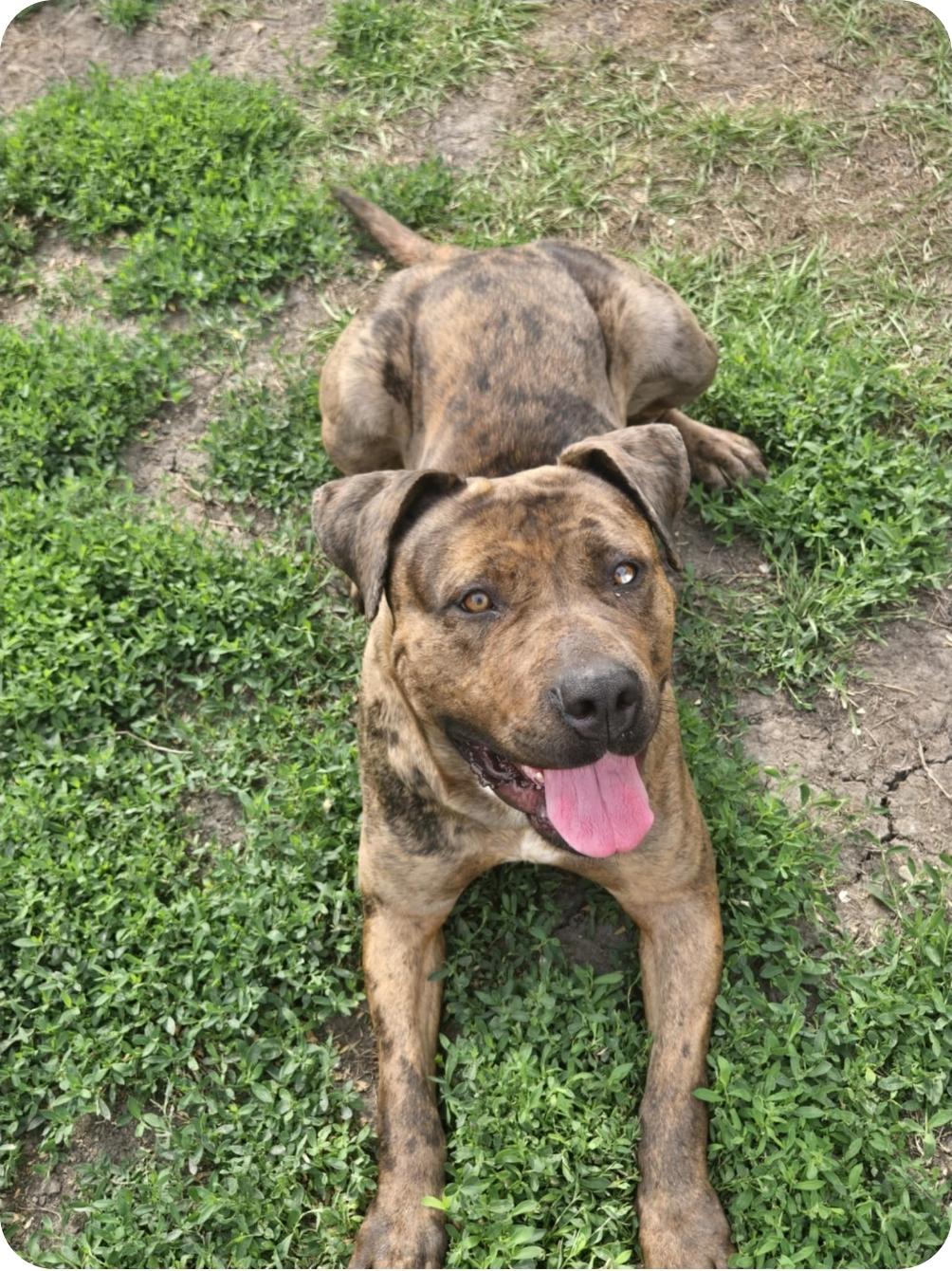 Mocha, an adoptable Bullmastiff, Mixed Breed in Winnipeg, MB, R3E 2Z9 | Photo Image 1