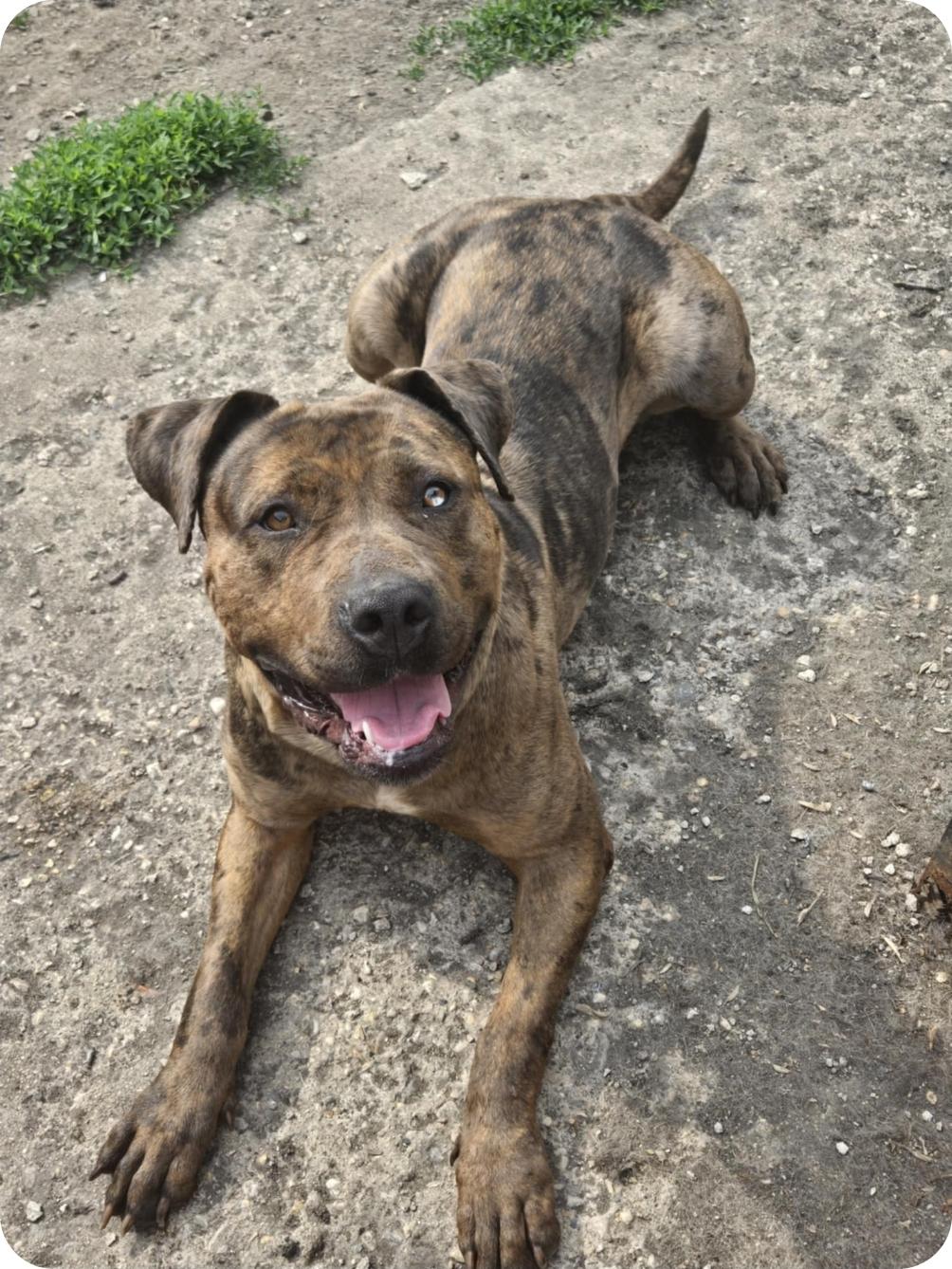 Mocha, an adoptable Bullmastiff, Mixed Breed in Winnipeg, MB, R3E 2Z9 | Photo Image 2