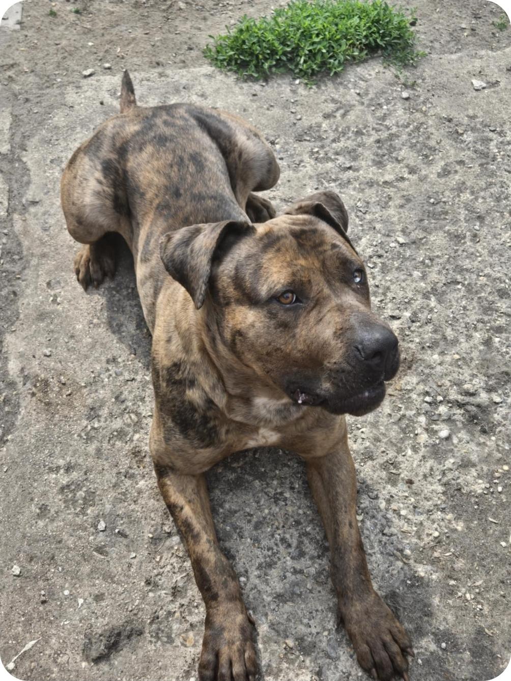 Mocha, an adoptable Bullmastiff, Mixed Breed in Winnipeg, MB, R3E 2Z9 | Photo Image 3