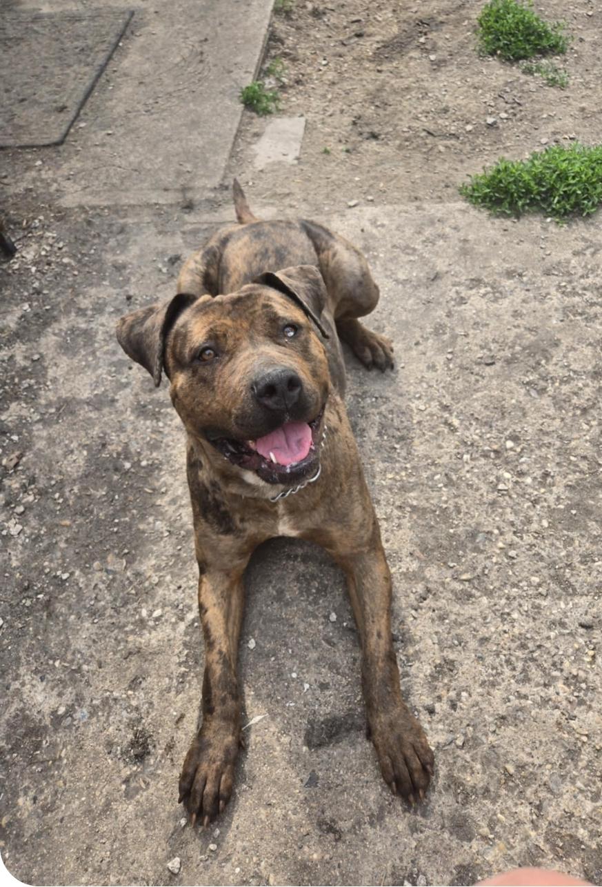 Mocha, an adoptable Bullmastiff, Mixed Breed in Winnipeg, MB, R3E 2Z9 | Photo Image 4