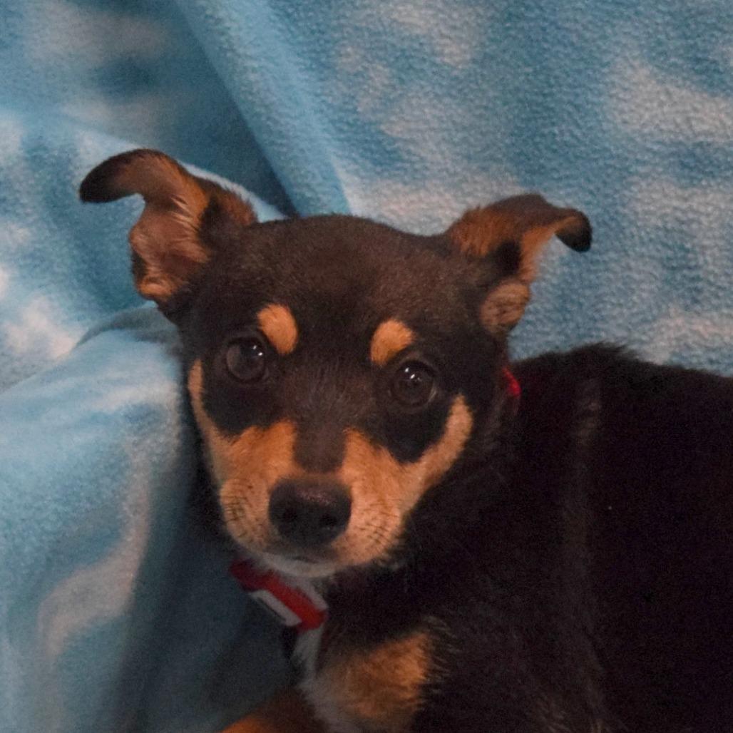 Cocoa, Adoptable, Puppy Male Chihuahua & Mixed Breed.