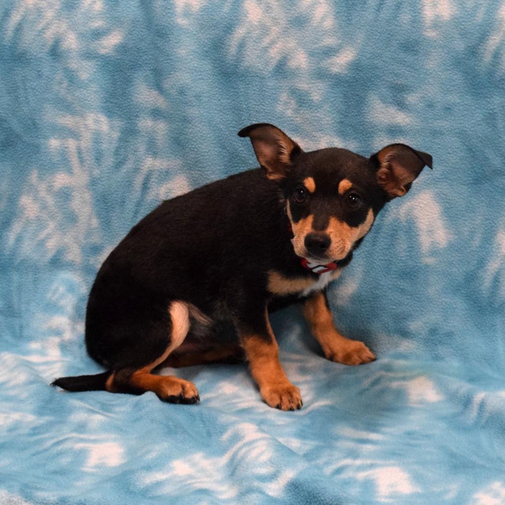 Cocoa, a Adoptable mixed breed in Eureka, CA image 2/5