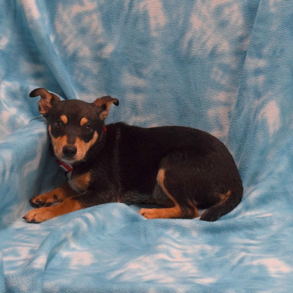 Cocoa, a Adoptable mixed breed in Eureka, CA image 3/5