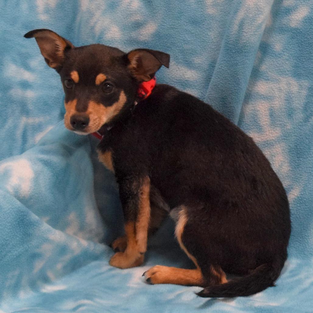 Cocoa, a Adoptable mixed breed in Eureka, CA image 4/5