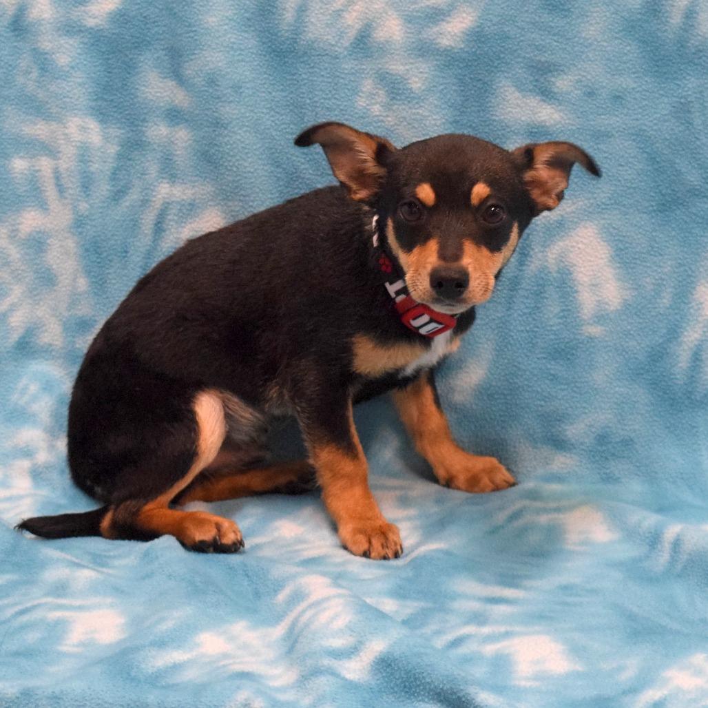 Cocoa, a Adoptable mixed breed in Eureka, CA image 5/5